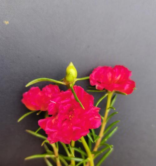 红色太阳花的寓意与花语（揭示红色太阳花的象征意义与美好寓意）