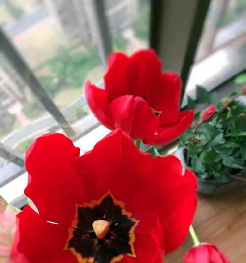 红色郁金香的花语——传递爱与热情（红色郁金香）