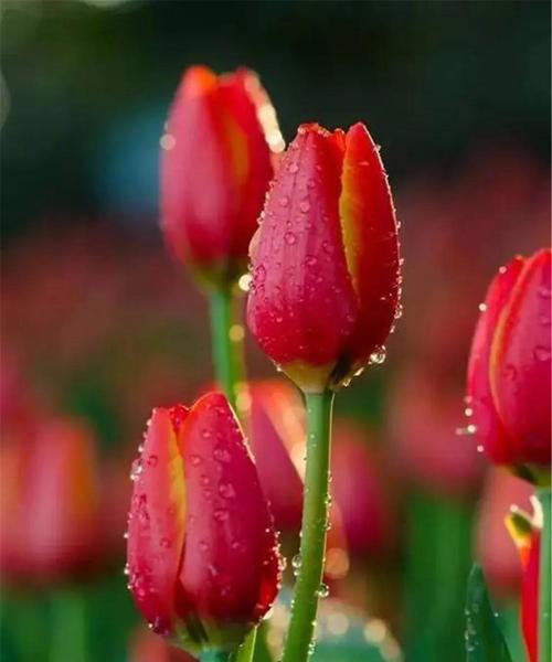 红色郁金香花语（揭秘红色郁金香的花语及寓意）