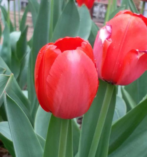 红色郁金香花语（揭秘红色郁金香的花语及寓意）