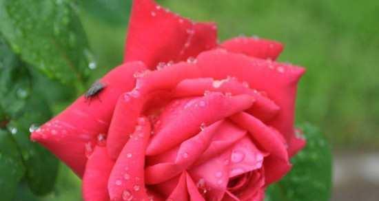 红色月季花语（揭秘红色月季的花语与象征意义）