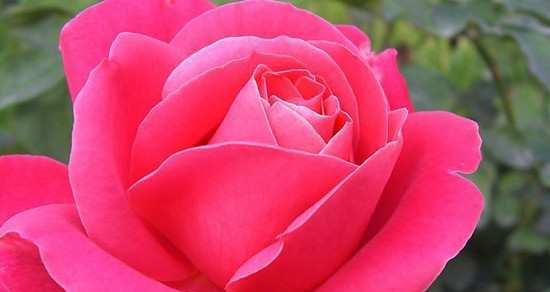 红色月季花语（揭秘红色月季的花语与象征意义）
