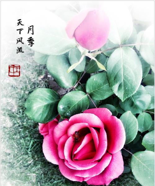 红月季花语——爱与希望的象征（探索红月季的深层含义）
