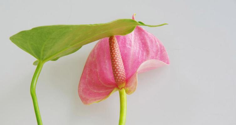红掌花的花语与美丽传说（红掌花的神奇之处和寓意）