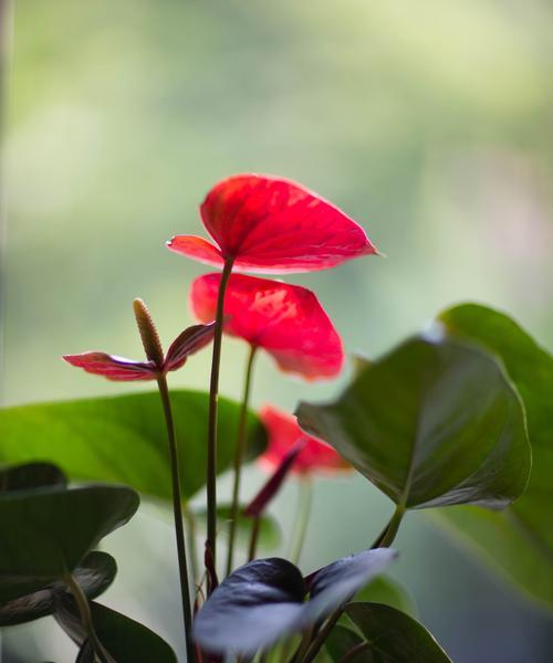 红掌花语（探寻红掌花背后的花语与寓意）