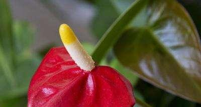 红掌花语（探寻红掌花背后的花语与寓意）
