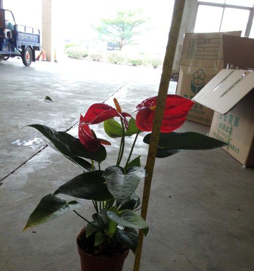 红掌花语（探寻红掌花背后的花语与寓意）