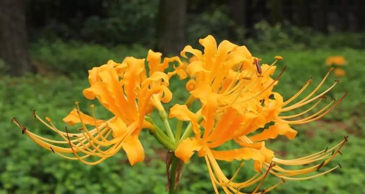 忽地笑花语（以音乐为桥梁）
