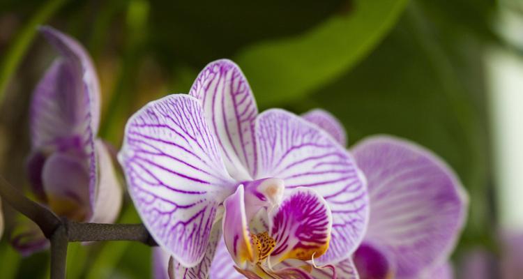 蝴蝶兰的寓意与象征（从花语到传统文化）