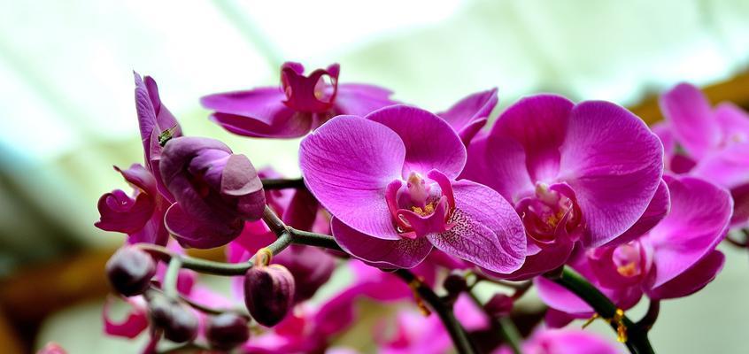 蝴蝶兰的寓意与象征（从花语到传统文化）