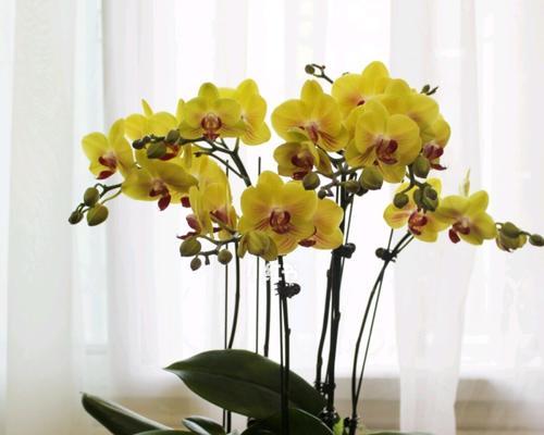 蝴蝶兰花语的美丽寓意（探索蝴蝶兰的花语之谜）