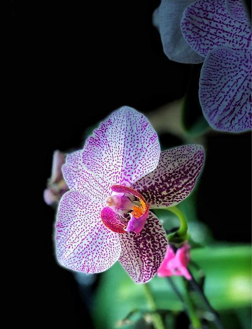 蝴蝶兰花语的美丽寓意（探索蝴蝶兰的花语之谜）