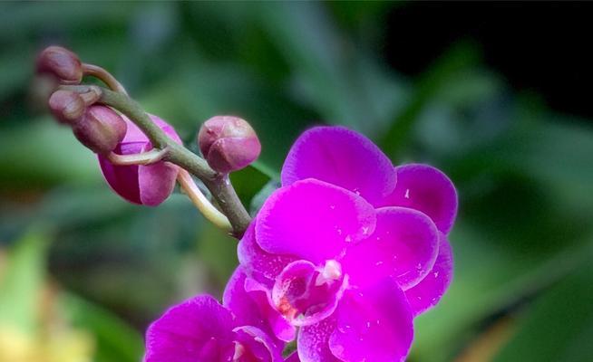 蝴蝶兰花语的美丽寓意（探索蝴蝶兰的花语之谜）