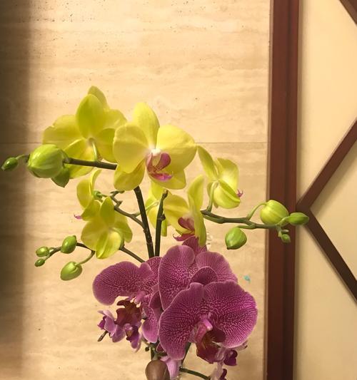 小蝴蝶兰的花语与寓意（探寻小蝴蝶兰的神秘世界）