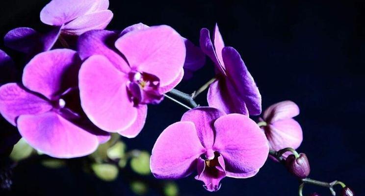 蝴蝶兰花语（探寻蝴蝶兰的花语和寓意）