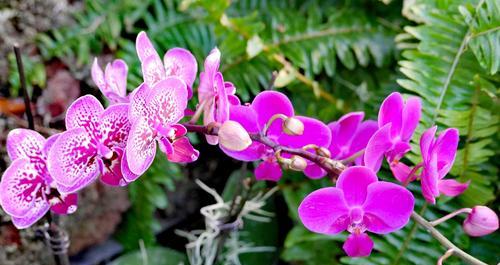 蝴蝶兰花语（探寻蝴蝶兰的花语和寓意）