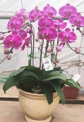 蝴蝶兰（花开如蝶翩翩起舞）