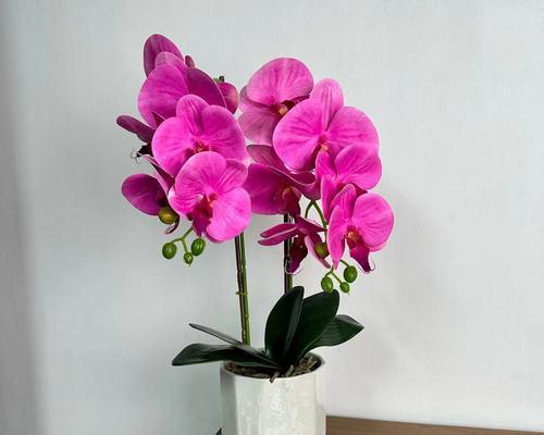 蝴蝶兰（花开如蝶翩翩起舞）