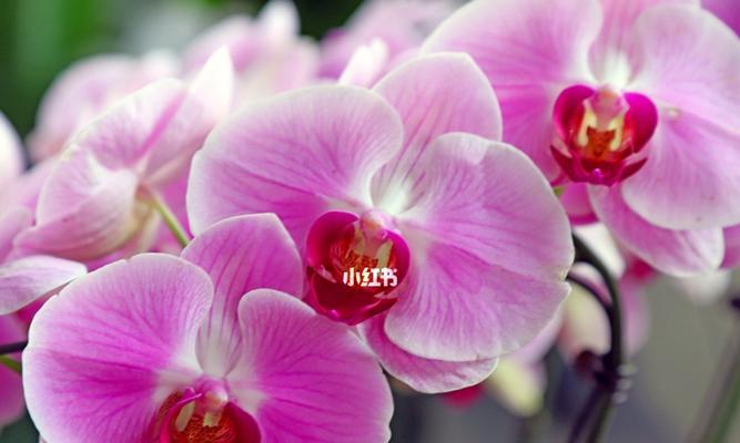 蝴蝶兰的寓意与花语大全（一朵寓意深远的蝴蝶兰）