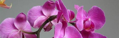 蝴蝶兰的寓意与花语大全（一朵寓意深远的蝴蝶兰）