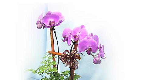 蝴蝶兰的寓意与花语大全（一朵寓意深远的蝴蝶兰）