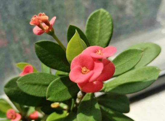 虎刺梅花语的意义及象征（解析虎刺梅的花语与美学价值）