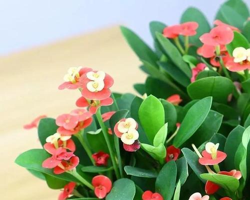 虎刺梅花的寓意与象征（剖析虎刺梅花的文化内涵与象征意义）