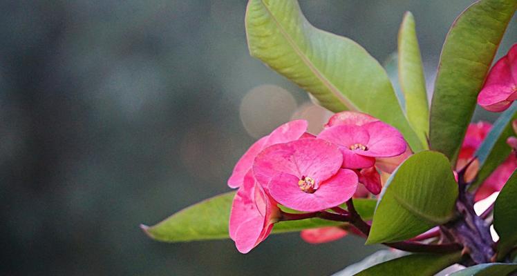 虎刺梅花语的美丽与力量（以虎刺梅花为象征的勇敢）