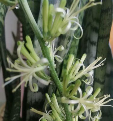 虎尾兰开花的代表寓意（探寻虎尾兰花开的奥秘）