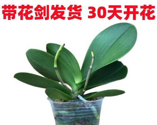 花卉分类（了解花卉分类的意义及方法）