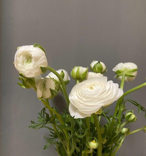 花开花落，花毛茛的花语（探寻花毛茛的秘密）