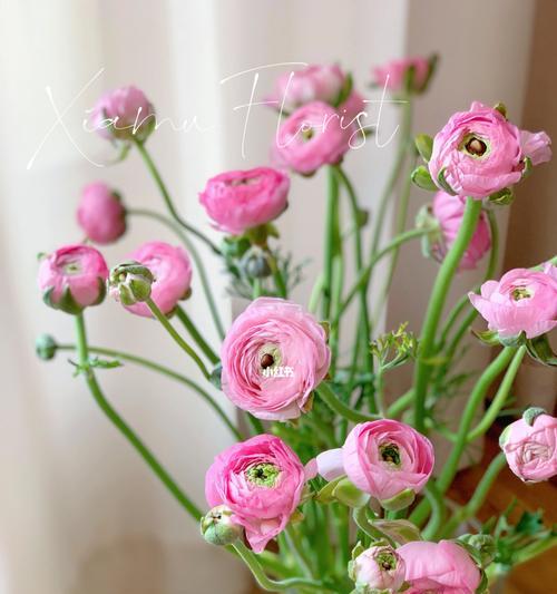 花开花落，花毛茛的花语（探寻花毛茛的秘密）