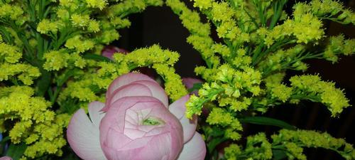 花开如梦，花毛茛花语解读（用花毛茛花语诠释爱情与希望）