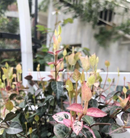 以花叶络石的寓意（以花叶络石）