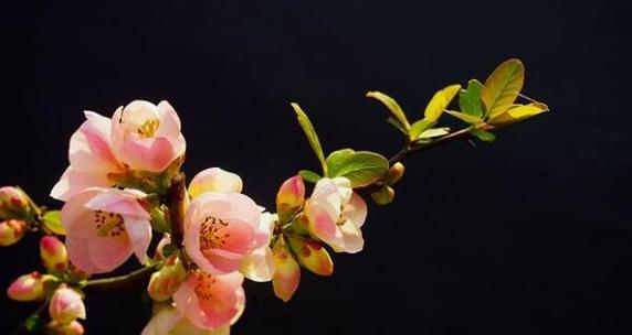 春天花语大全（探寻春天花朵的意义与象征）