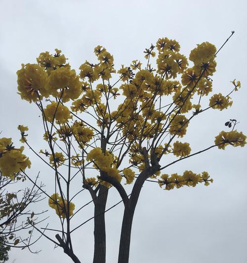 黄风铃花（探寻黄风铃花的花语之美）