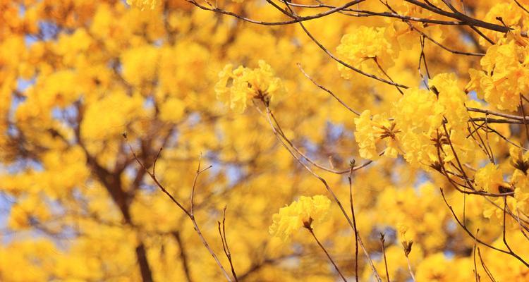黄花风铃木的花语（探索黄花风铃木的花语与意义）