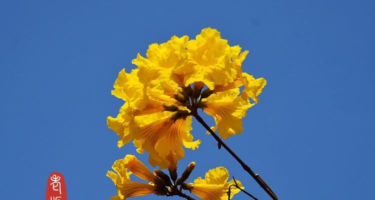 黄花风铃木花语及其寓意（揭示黄花风铃木的花语与文化象征）