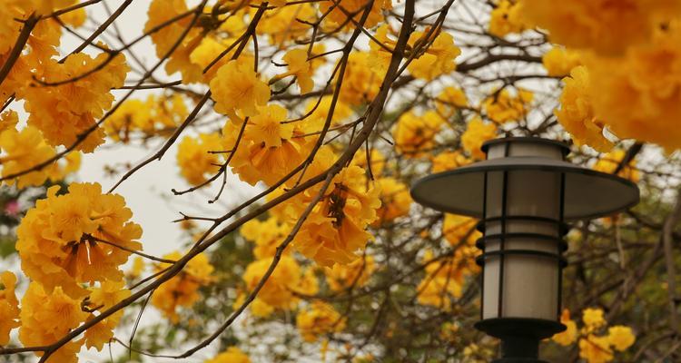 黄花风铃木花语及其寓意（揭示黄花风铃木的花语与文化象征）