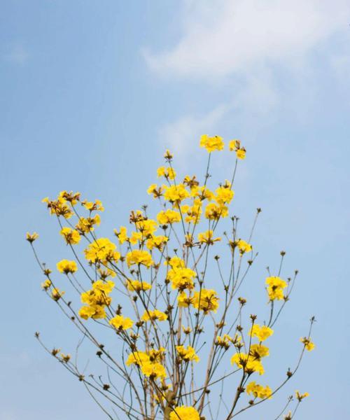 黄花风铃木花语及其寓意（揭示黄花风铃木的花语与文化象征）