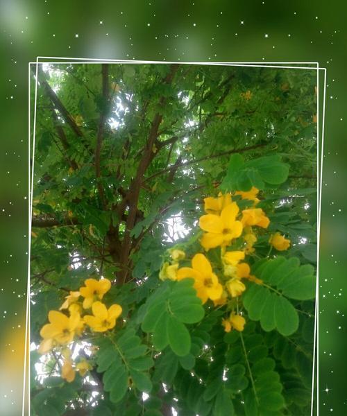 黄花槐（凝聚力量的“黄金树”）