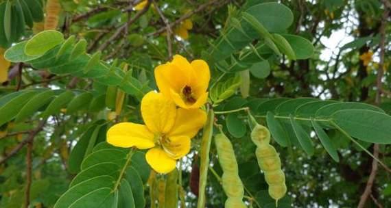 黄槐花的花语与意义（黄槐花的美丽与情感）