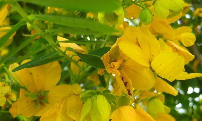 黄槐花的花语与意义（黄槐花的美丽与情感）