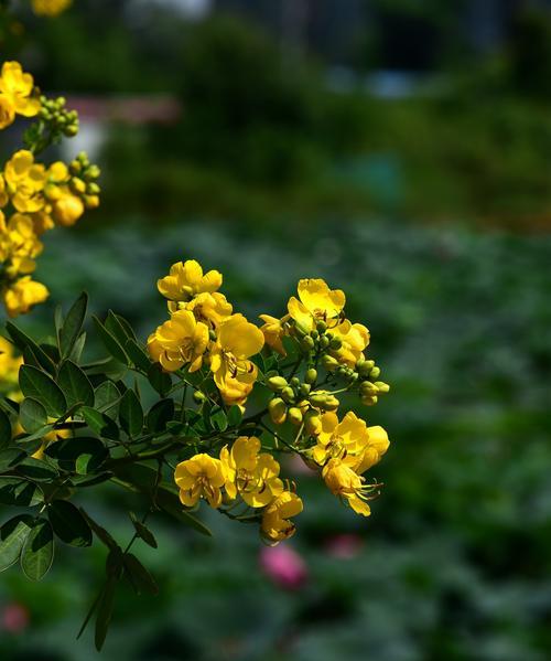 黄槐花的花语与意义（黄槐花的美丽与情感）