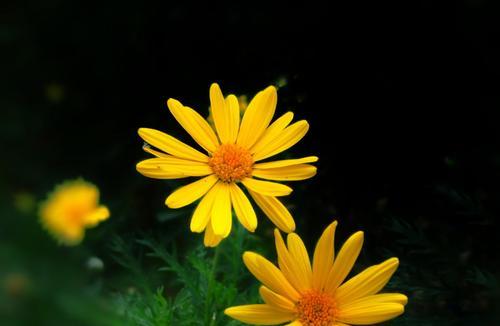 黄金菊花语之美（绽放金黄的幸福）