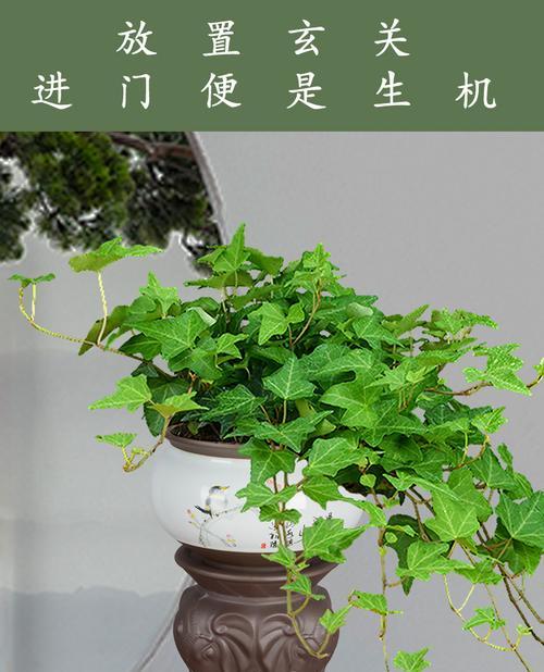 常青藤的浇水方法（合理浇水让常青藤健康成长）