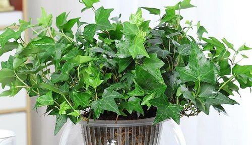 常青藤的养殖方法（从种植到护理）