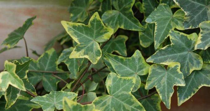 常青藤的养殖方法（从种植到护理）