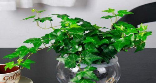常青藤的养殖方法（从种植到护理）
