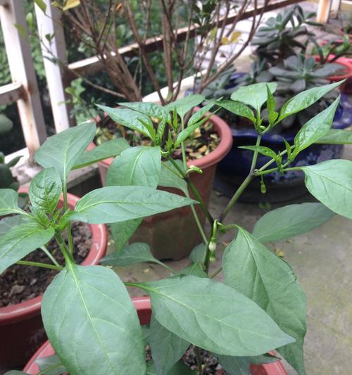 探秘朝天椒开花结果周期（从种植到丰收）